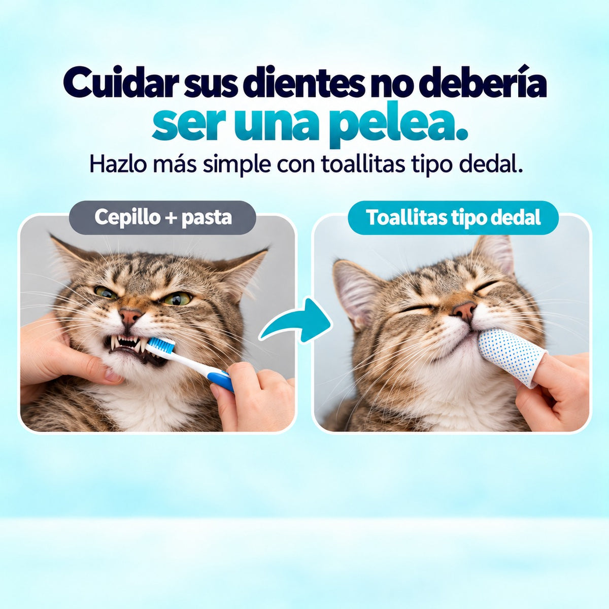 Cuidar sus dientes no debería ser una pelea: cepillo y pasta frente a toallitas tipo dedal en un gato