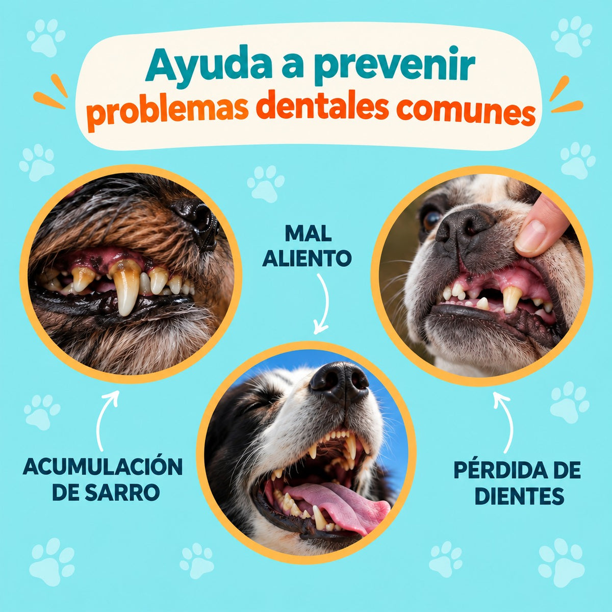Ayuda a prevenir problemas dentales comunes en perros: acumulación de sarro, mal aliento y pérdida de dientes