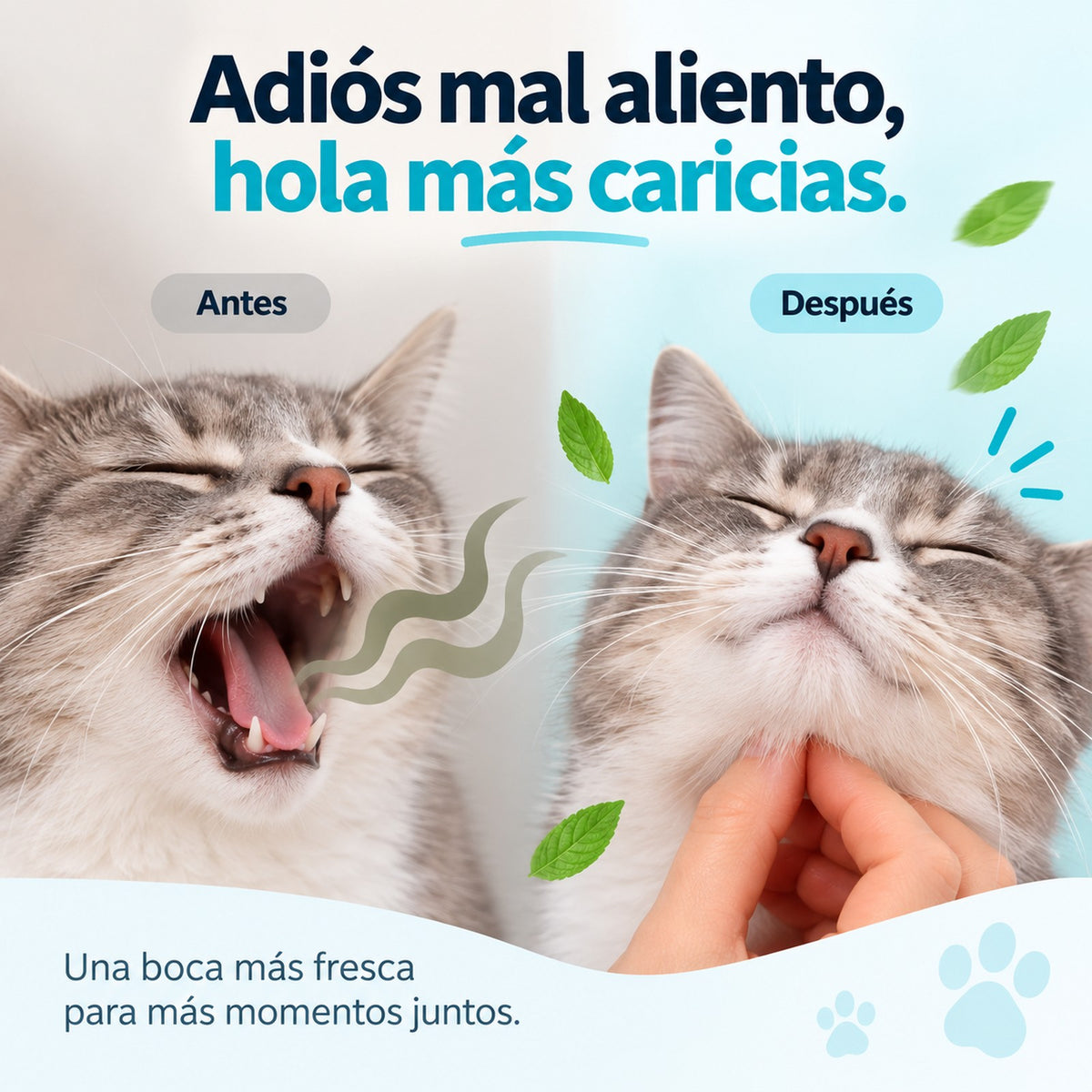 Adiós mal aliento, hola más caricias: gato antes y después, una boca más fresca para más momentos juntos