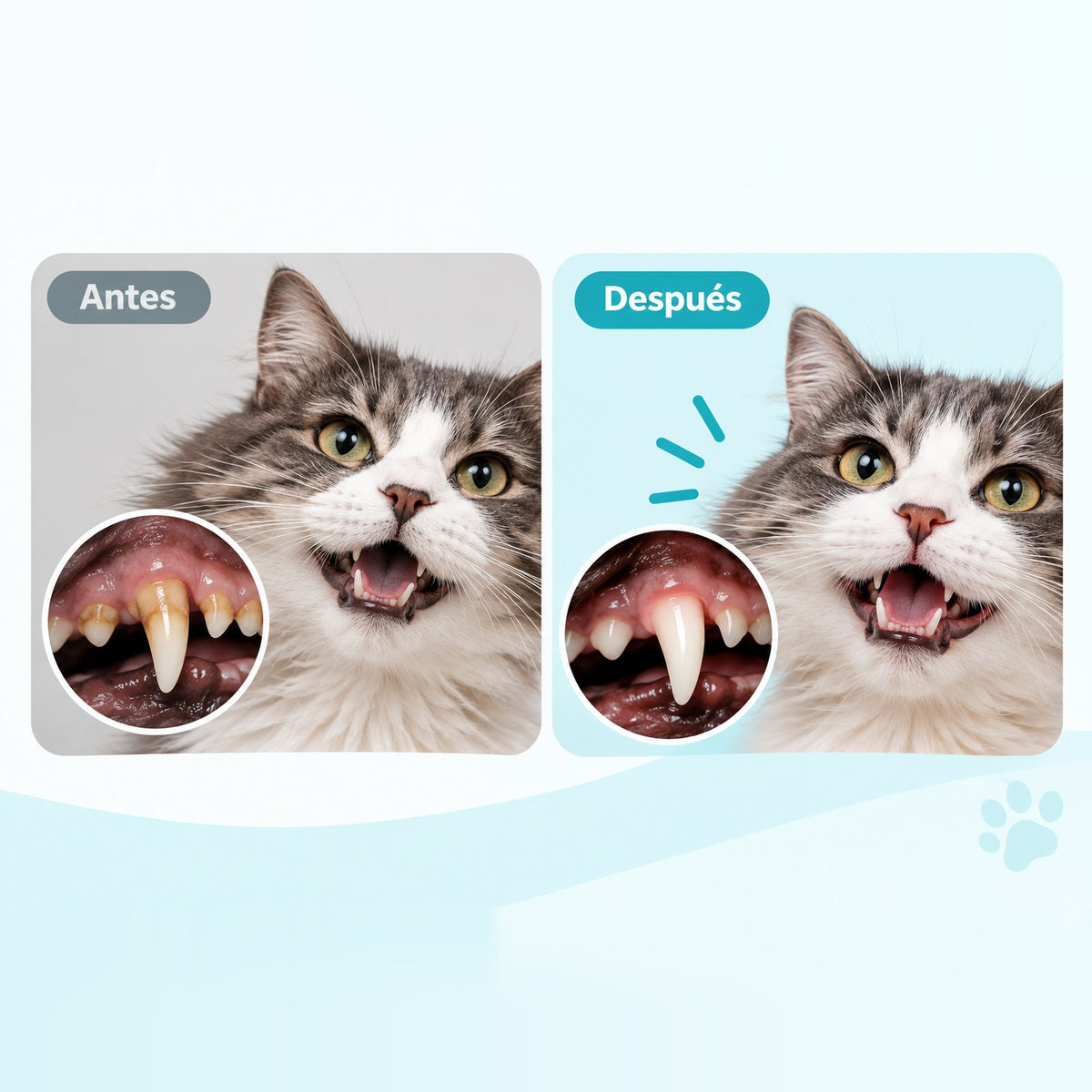 Antes y después de los dientes de un gato